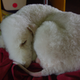 Illustration for article titled Here Are 2,000 Photos We Took At The Westminster Dog Show